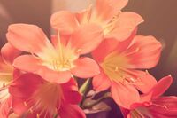 [教育论文][策划书]新生茶话会策划书