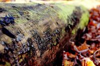 [歇后语]赵子龙上阵