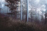 电影龙猫观后感10篇