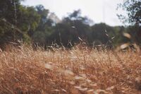 英语四级短对话听力技巧