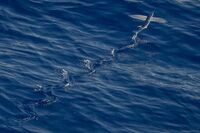 [初一作文]初中生[初一作文]生活的城市(500字)