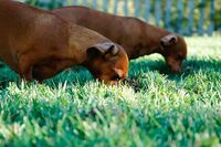 [歇后语]陀螺屁股