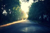 [歇后语]嫁接的果树