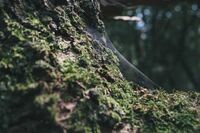 [歇后语]陈胜扯旗