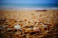 党员发展对象自我鉴定范文10篇