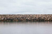 小学生[应用文]给北极熊的一封信(500字)