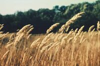 [歇后语]木刻的苦罗汉