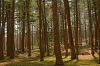 小学生[应用文]给尚老师的一封信(200字)