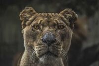 《美人鱼》电影的优秀观后感300字