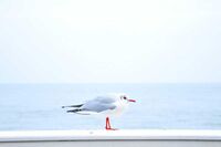 小学生[应用文]给XX的一封信(300字)