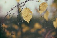 [歇后语]隔山打斑鸠