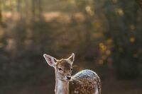 [教育论文][策划书]诗歌朗诵策划书